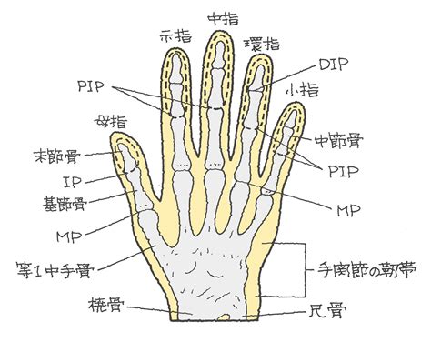 指 節|指骨